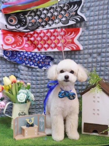 20230504ポコちゃん